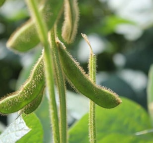 Soybean on stock